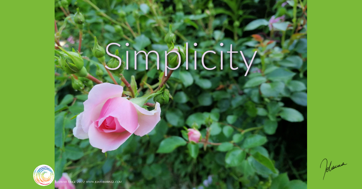Simplicity (a foto of a rose in bloom) ©Johanna Ringe 2022 www.johannringe.com